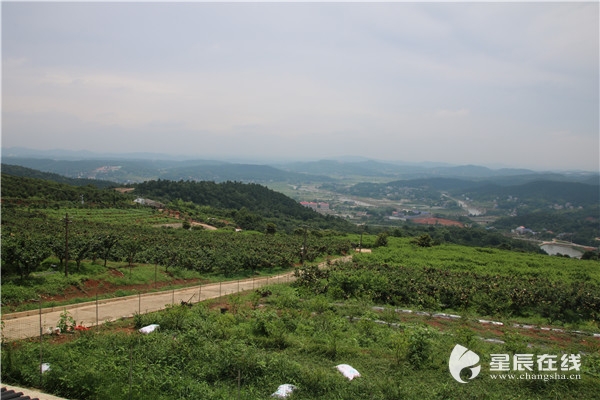 风景秀丽的圣峰果园.