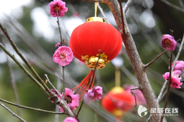 梅花树上挂灯笼图片图片